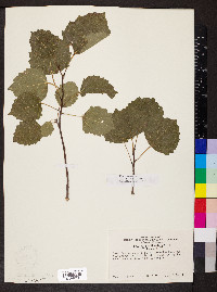 Populus grandidentata image