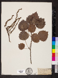 Populus grandidentata image