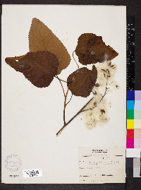 Populus heterophylla image