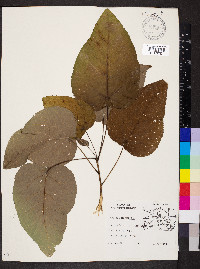Populus heterophylla image