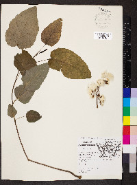 Populus heterophylla image