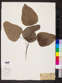 Populus heterophylla image