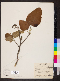 Populus heterophylla image