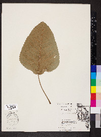 Populus heterophylla image