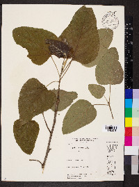 Populus heterophylla image