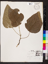 Populus heterophylla image