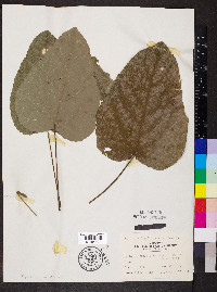 Populus heterophylla image