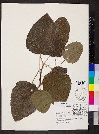 Populus heterophylla image