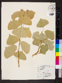 Populus nigra image