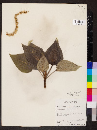 Populus trichocarpa image