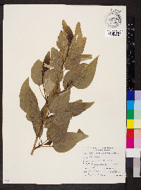 Populus trichocarpa image