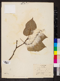 Salix balsamifera image