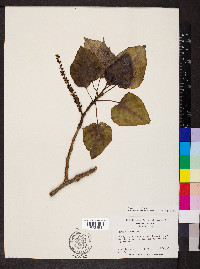 Populus balsamifera image