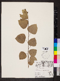 Populus heterophylla image