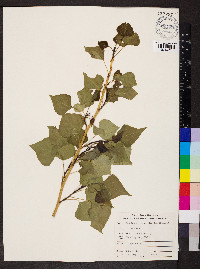 Populus nigra image