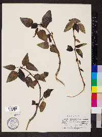 Populus trichocarpa image