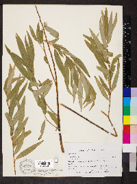 Salix alba image