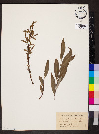 Salix alba image