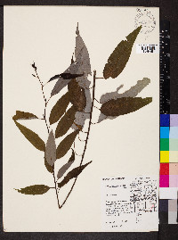 Salix amygdaloides image