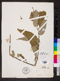 Salix amygdaloides image