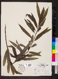 Salix caroliniana image
