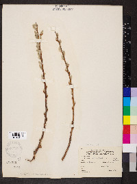 Salix discolor var. latifolia image