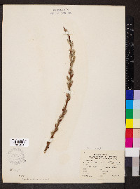 Salix discolor var. latifolia image