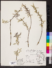 Salix sericea image