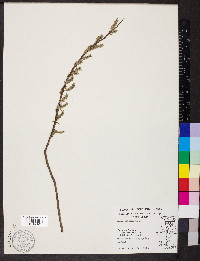 Salix sericea image