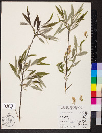Salix sericea image