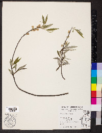 Salix sericea image