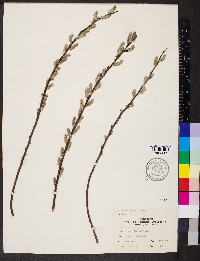 Salix sericea image