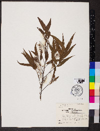 Salix sericea image