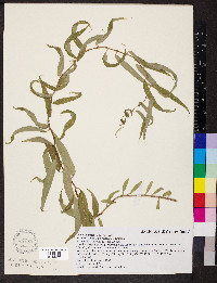 Salix matsudana image