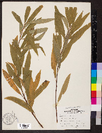 Salix petiolaris image