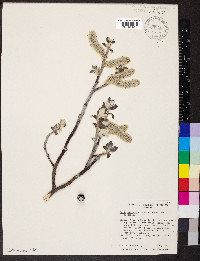 Salix alaxensis image