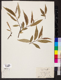 Salix amygdaloides image