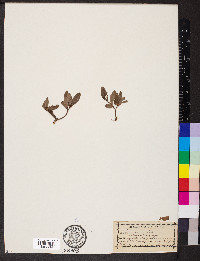 Salix arctica image