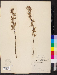 Salix athabascensis image