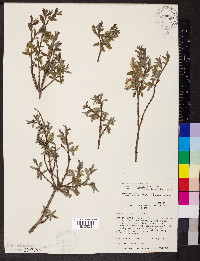 Salix brachycarpa image