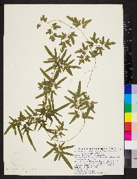 Lygodium japonicum image