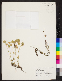 Marsilea quadrifolia image