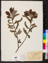 Salix caprea image