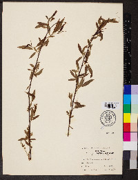 Salix caroliniana image