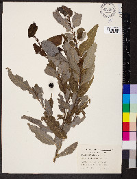 Salix caroliniana image