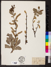 Salix planifolia image