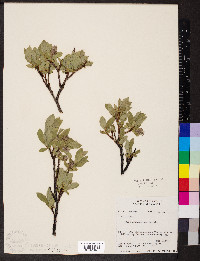 Salix drummondiana image