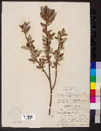Salix fallax image