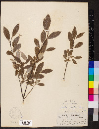 Salix fallax image