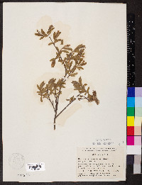 Salix glauca image